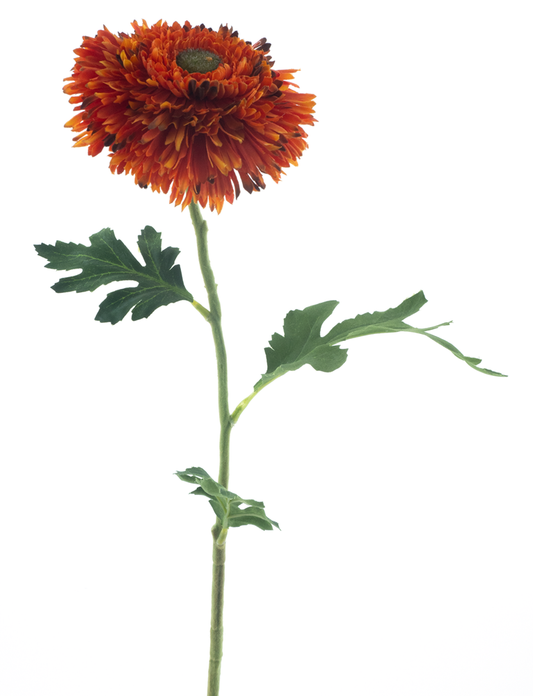 Wild gerbera oranje