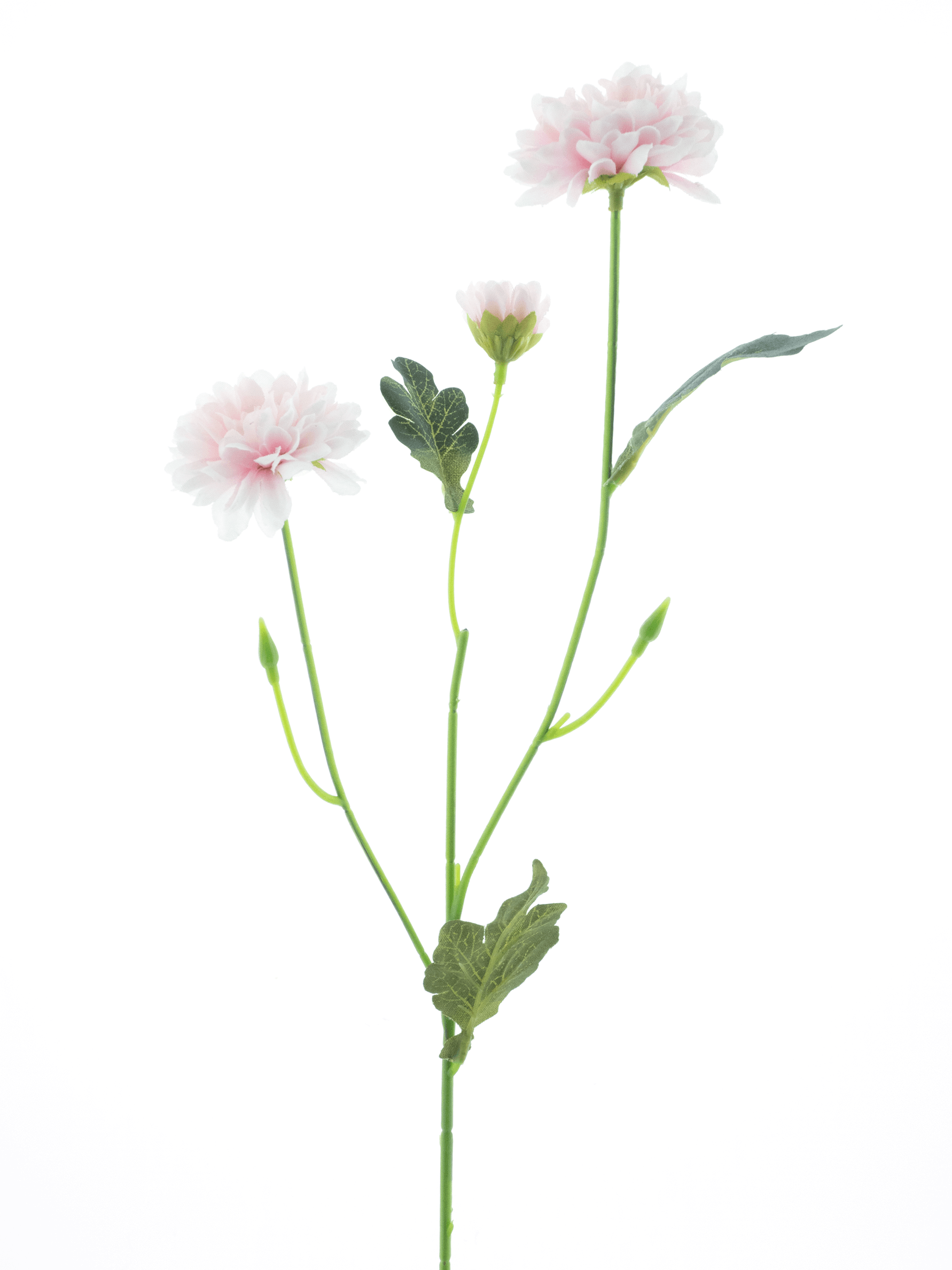 Seidenblume Dendranthema rosa