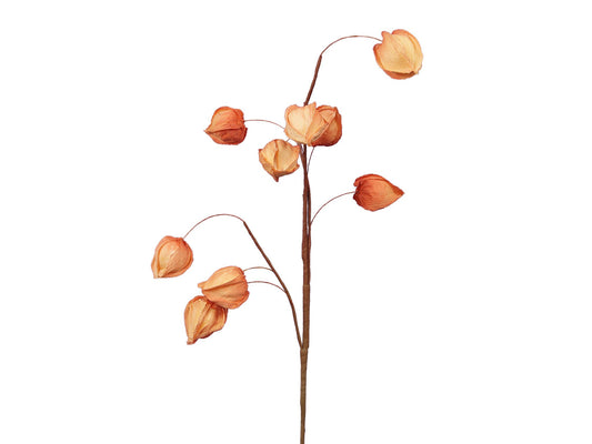 Physalis spray oranje