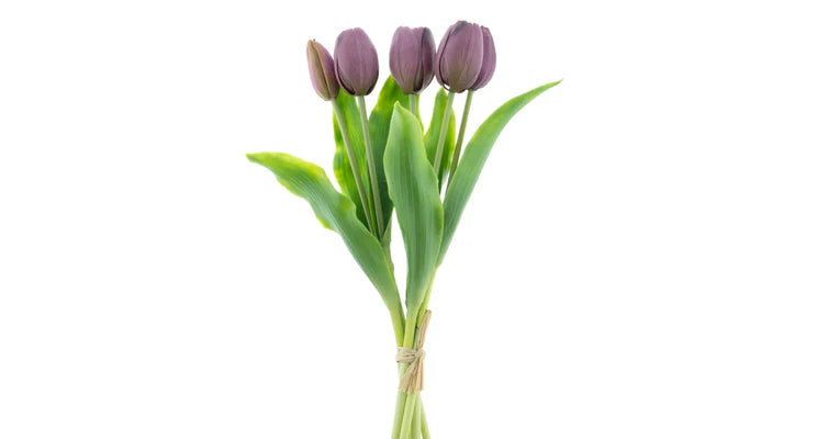 Tulpenstrauß Aubergine, 5 Stück