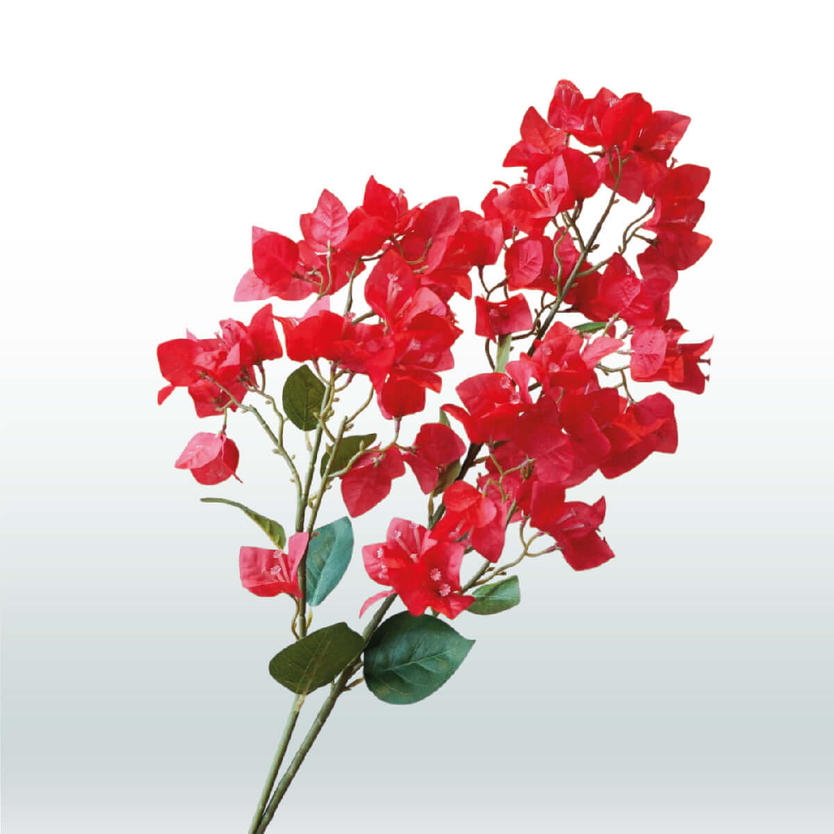 Bougainvillea 98cm red