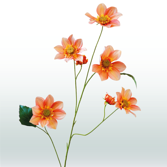 Dahlia Oranje