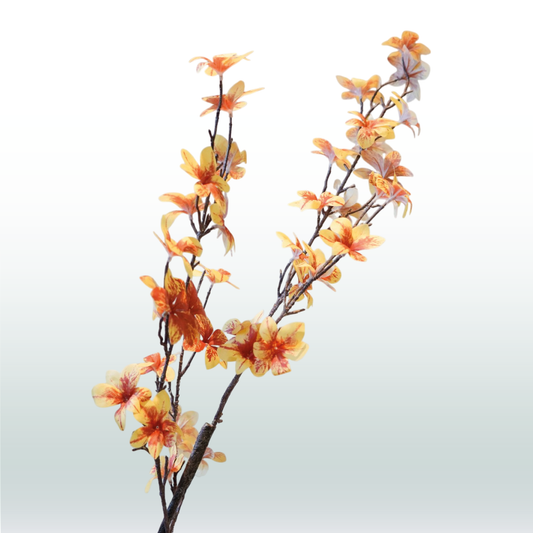 Enkianthus Oranje 110cm