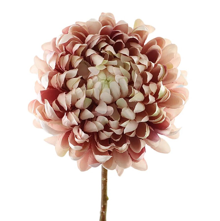 Chrysanthemum cream roze