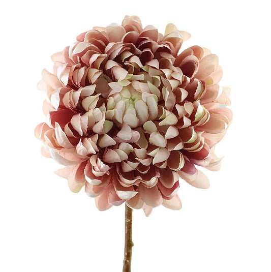 Chrysanthemum cream roze
