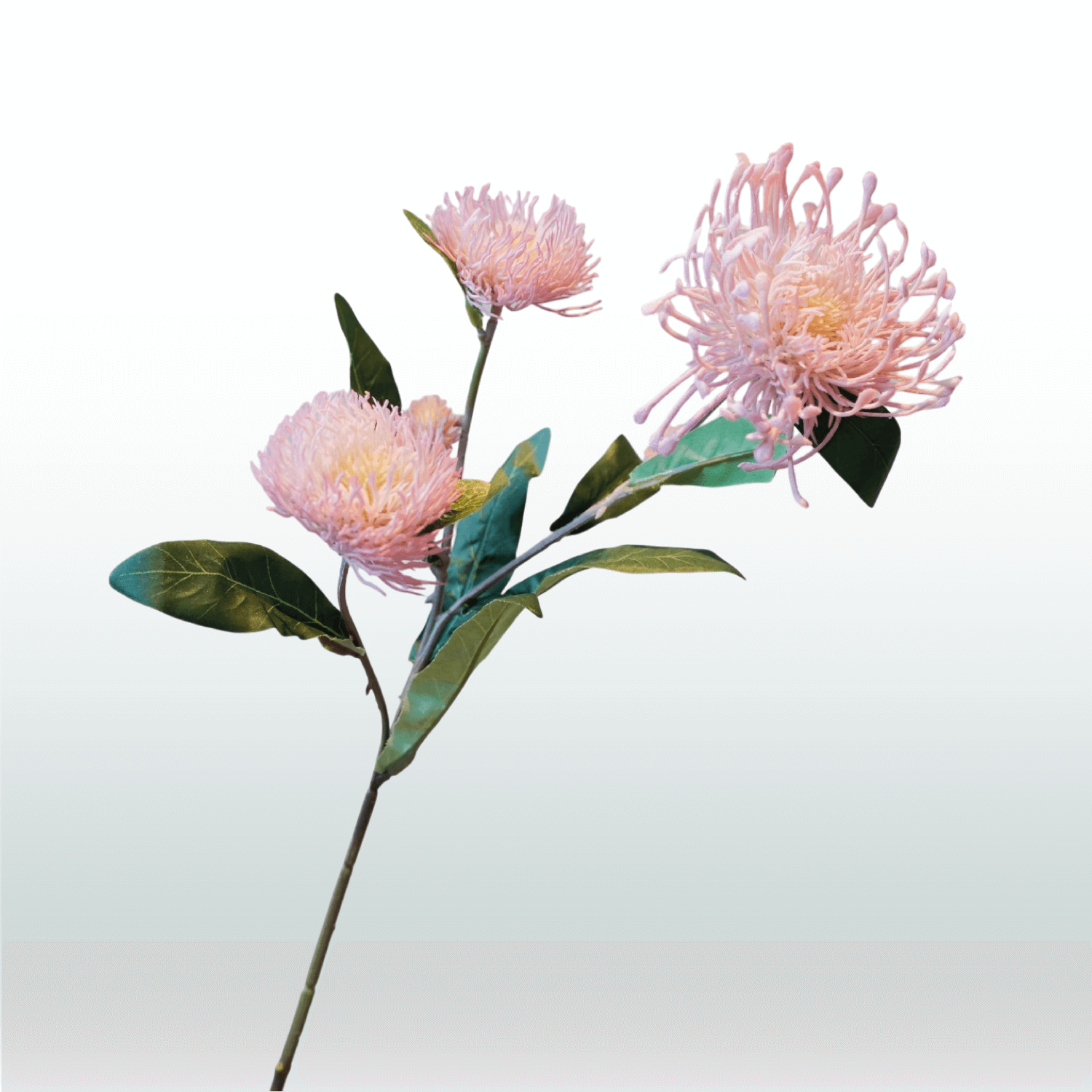 Nutans 64cm light pink