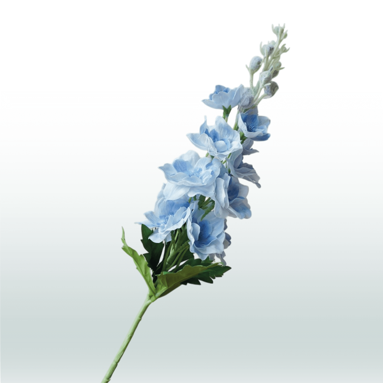 Larkspur 80cm light blue