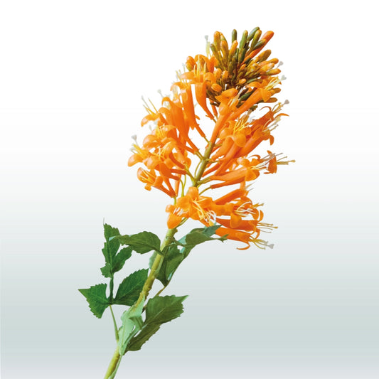 Kniphofia Oranje