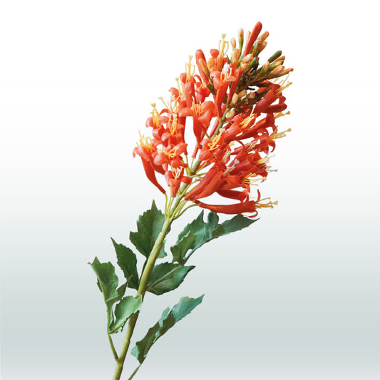 Kniphofia Rood