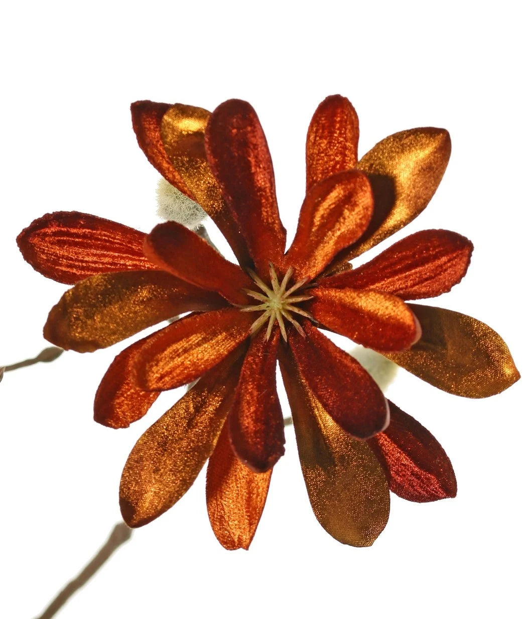 Magnolia 'glamour' oranjetint