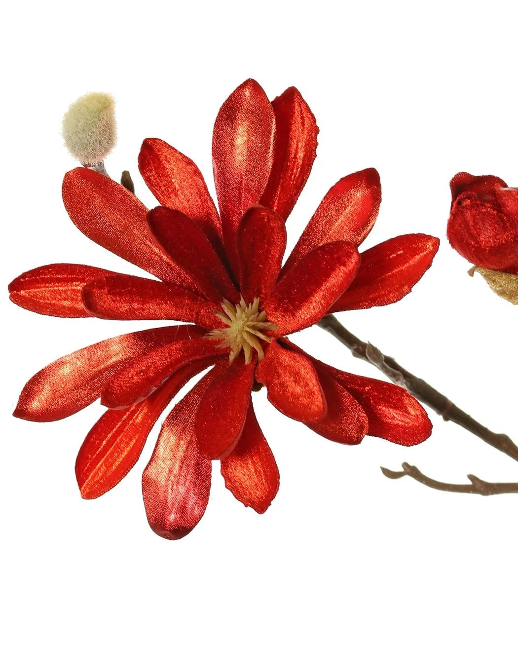Magnolia 'glamour' roodtint