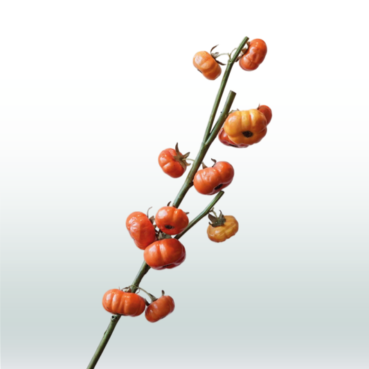 Pompoentak oranje