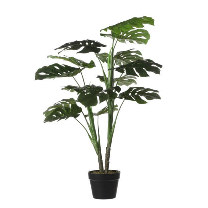 Monstera in pot - h100 x d70cm