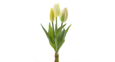 Tulpenstrauß, cremefarben, 3 Stück