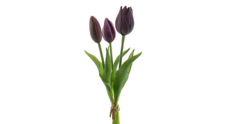 Tulpenstrauß, Aubergine, 3 Stück