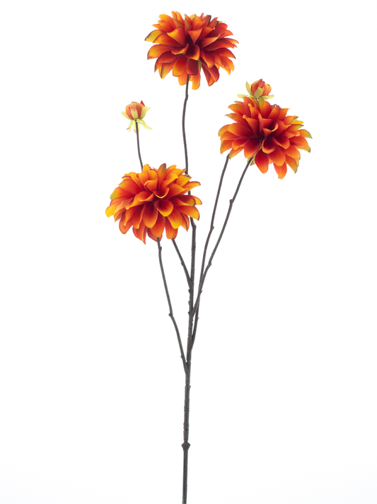 Dahlia oranje