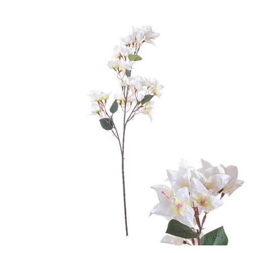 Bougainvillea white 76cm