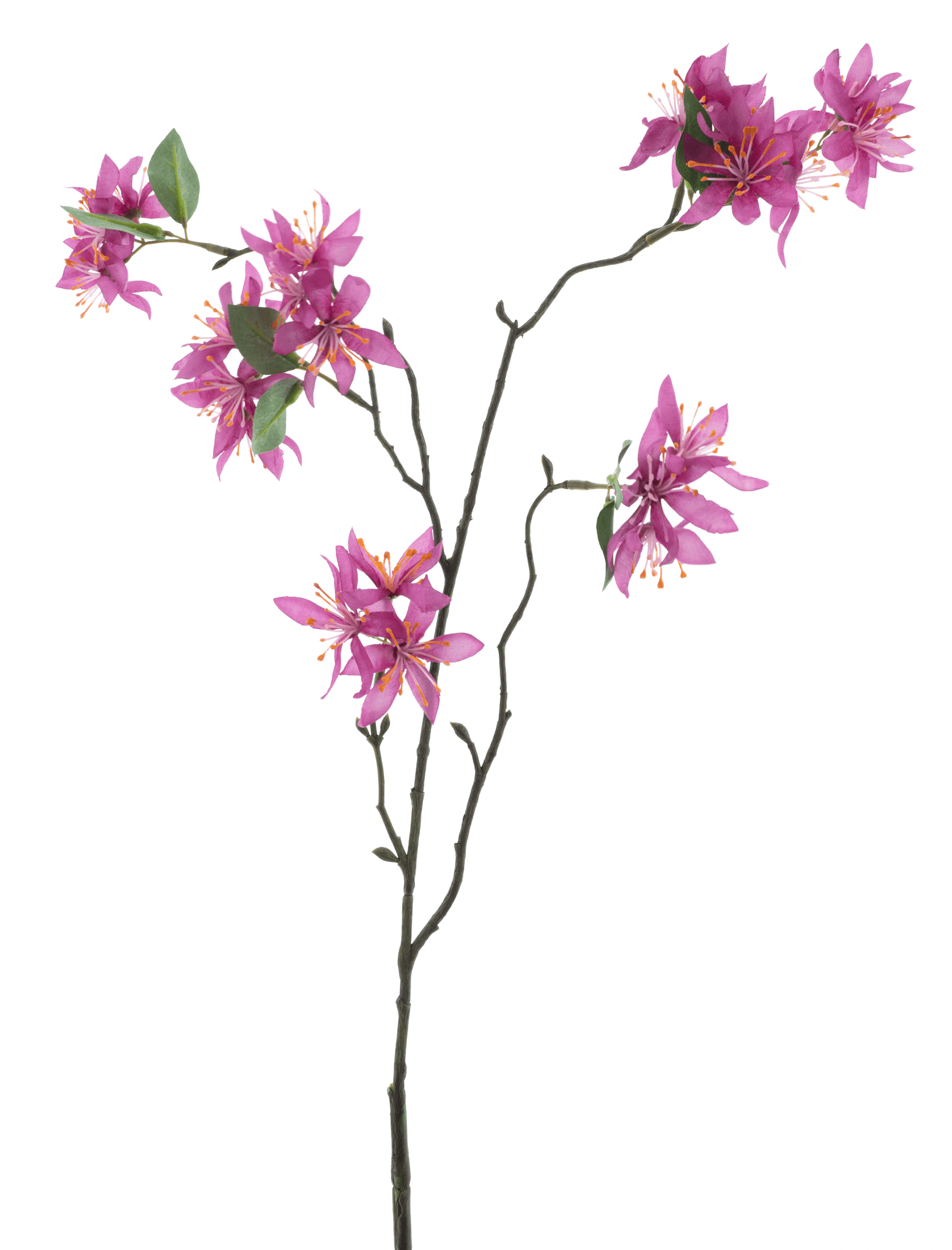 Wilde Waldrebe (Clematis spray fuchsia) 81 cm