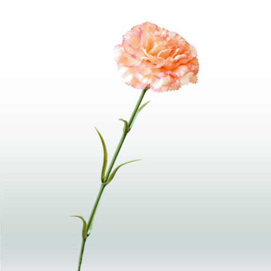 Anjer oranje
