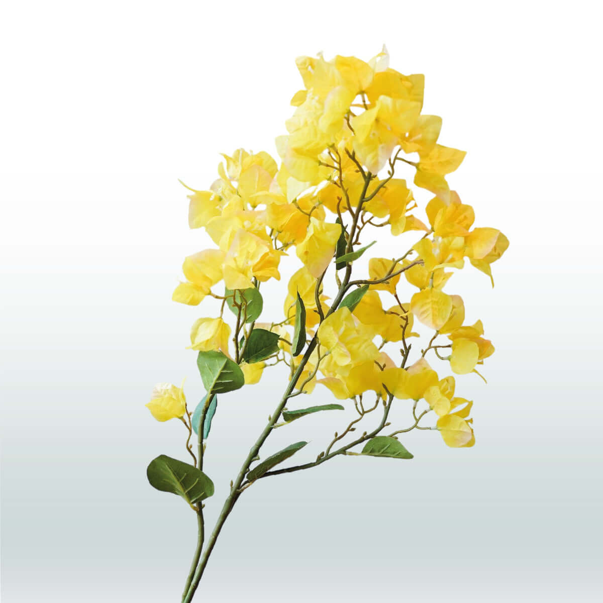 Bougainvillea 98cm yellow