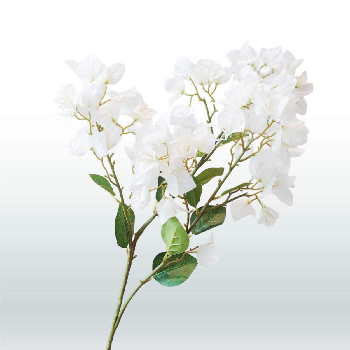 Bougainvillea 98cm white
