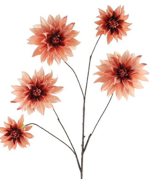 Dahlia Tak peach