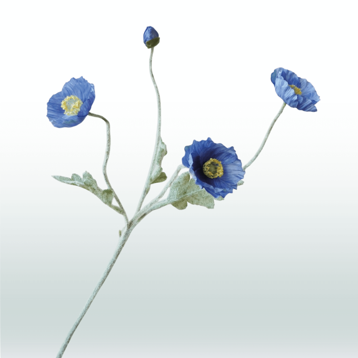 Klaproos (donker)blauw