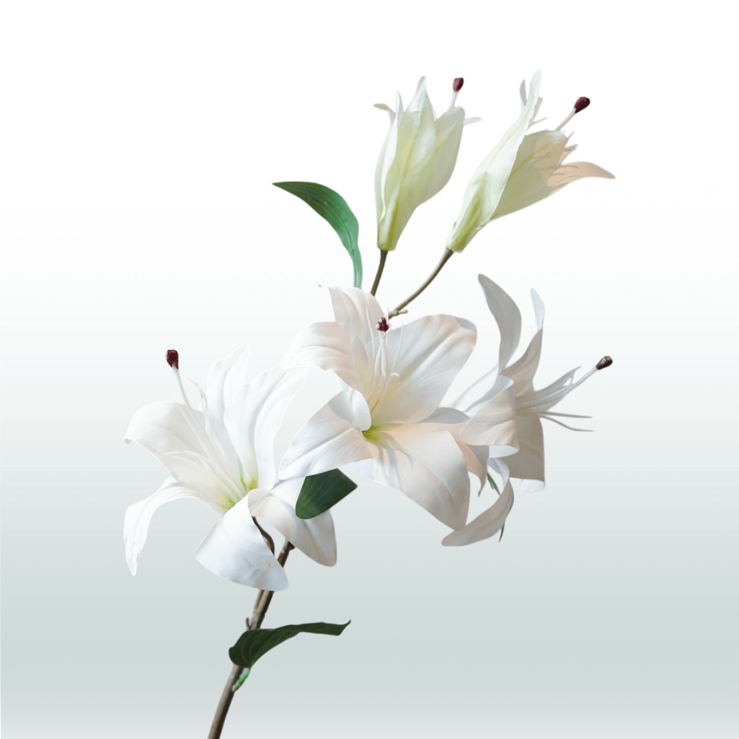 Tigerlilie weiß 98 cm