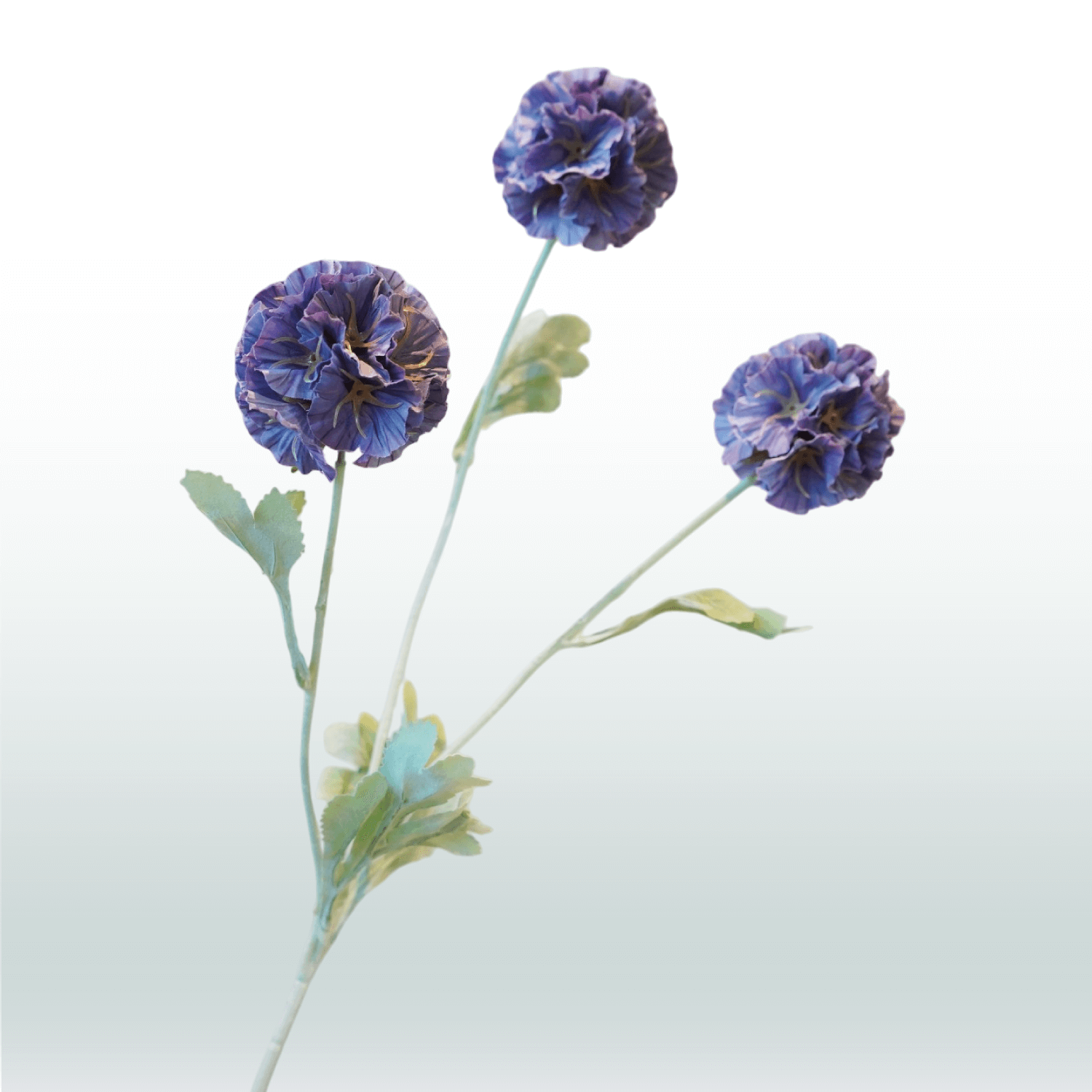 Scabiosa 68cm donkerpaars