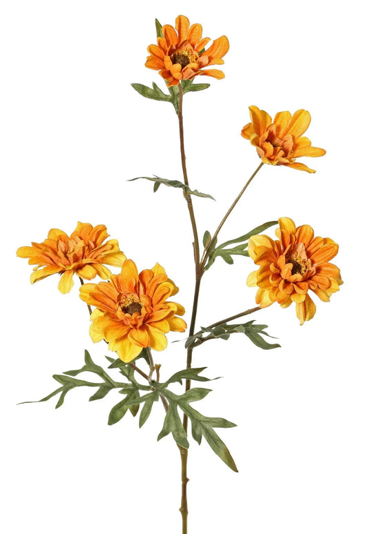 Chrysant oranje 5 tak