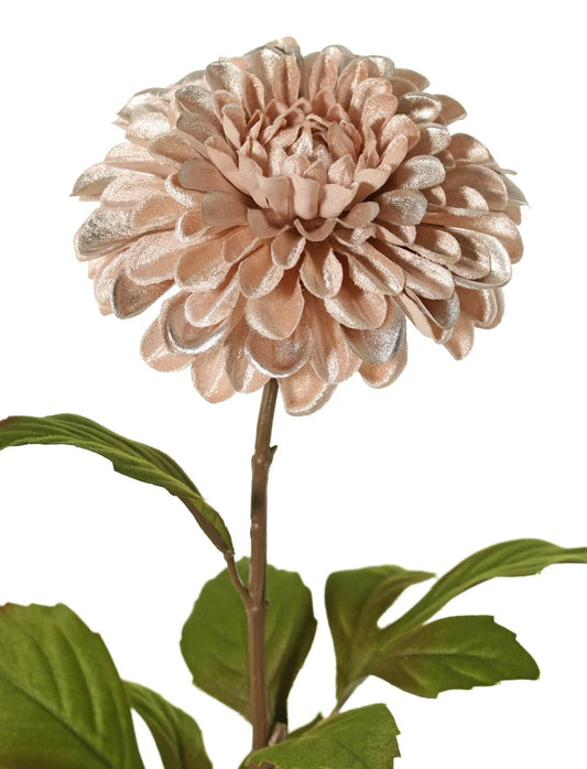 Dahlia 'glamour' lichtroze