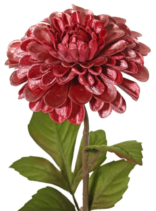 Dahlia 'glamour' roze