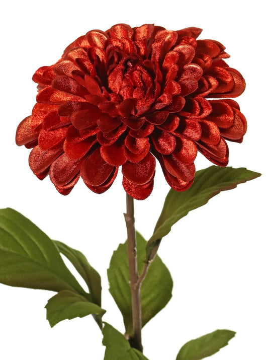 Dahlia 'glamour' rood