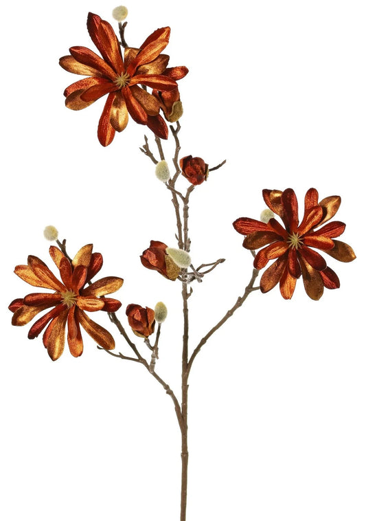 Magnolia 'glamour' oranjetint
