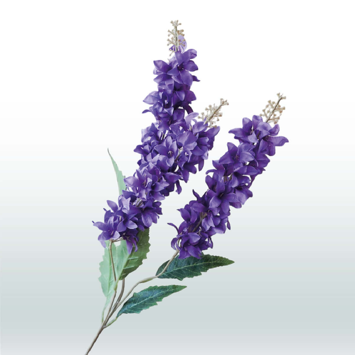 Larkspur Delphinium Three-branched 82cm dark purple